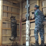 Azerbaijan Customs Revealed more than 730kg of Drugs