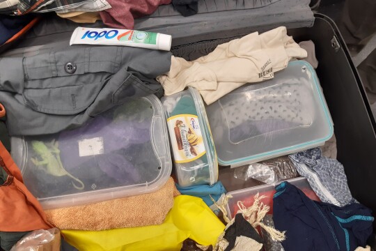 Chameleons Seized at Vianna Airport