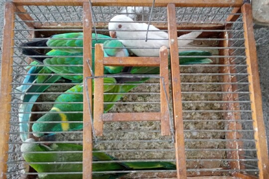 Serbia Customs Prevents Attempt for Smuggling Endangered Species